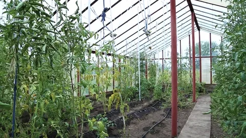 Tomatoes in the greenhouse Stock Footage 72619137