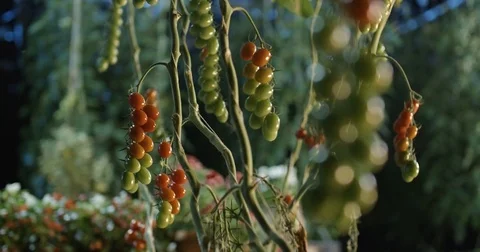 Tomatoes in the greenhouse Video stock 80149236