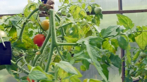 Tomatoes in the greenhouse 库存影片 81334100