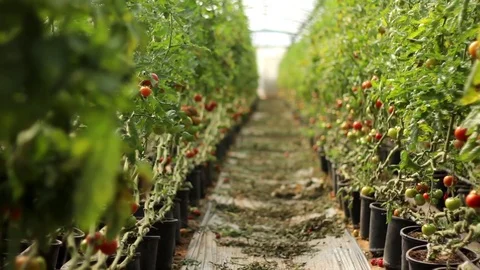 Tomatoes in a greenhouse Stock Footage 83503741