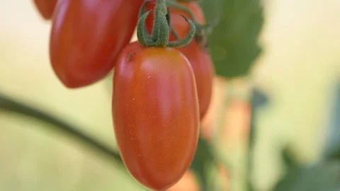 Tomatoes In The greenhouse Stock Footage 93492769