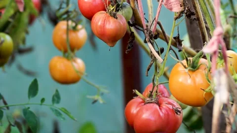 Tomatoes in a greenhouse Stock-Footage 296576530