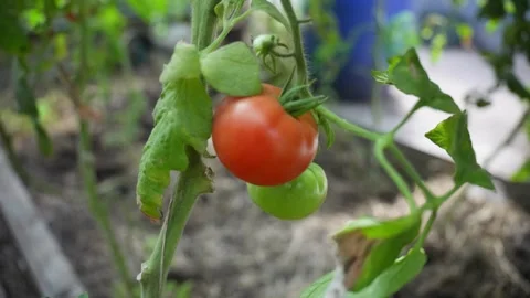 Tomatoes in a greenhouse Stock Footage 326167705