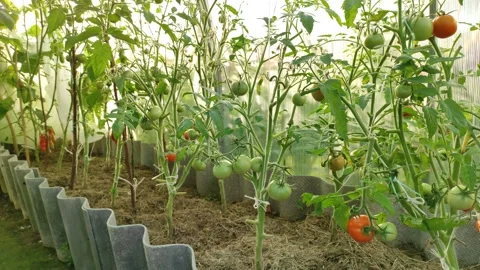 Tomatoes in a greenhouse Stock Footage 341441060