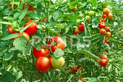 Tomatoes in greenhouse Stock Photos