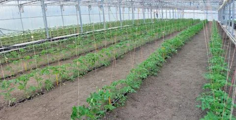 Tomatoes in greenhouse Stock Photos