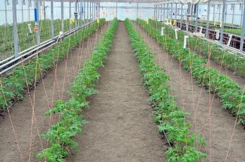 Tomatoes in greenhouse Stock Photos