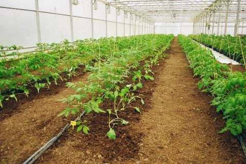 Tomatoes in a greenhouse Stock Photos