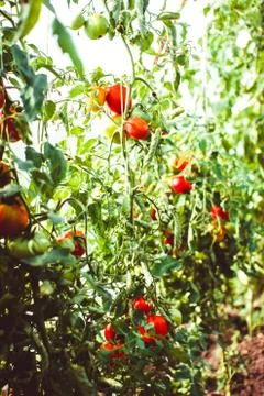 Tomatoes in the greenhouse 库存照片