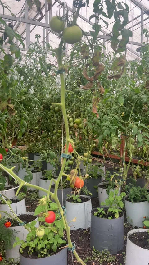 Tomatoes in greenhouse row vertical video Видео 344099843