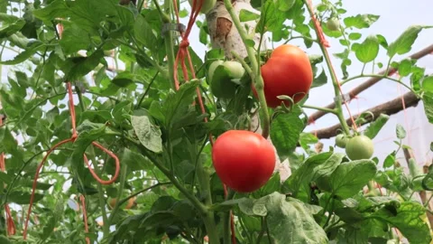 Tomatoes in the greenhouse, vegetables farming scene Video stock 249556053