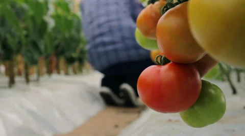 Tomatoes in greenhouse/worker in background Stock Footage 56856730