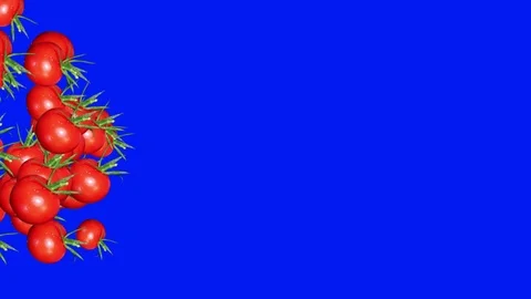 Tomatoes group transition animation on blue screen chroma key Stock-Footage 123516760
