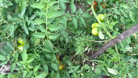 Tomatoes grow on a branch in the garden. Tomatoes are ripening in the garden. Stock Footage 249483953