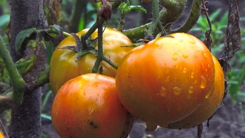 Tomatoes grow in the garden Stock Footage 85919957
