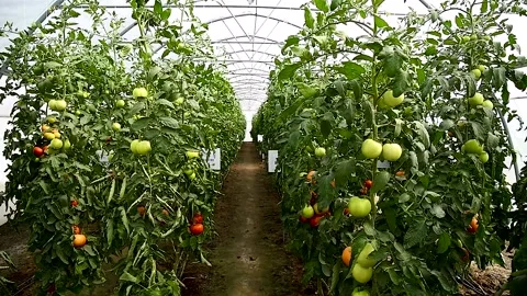 Tomatoes grow in a greenhouse Video stock 271026640