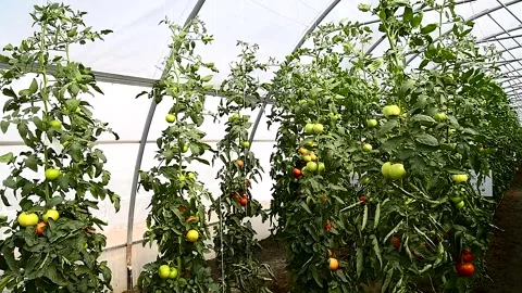 Tomatoes grow in a greenhouse Vidéo 271026653