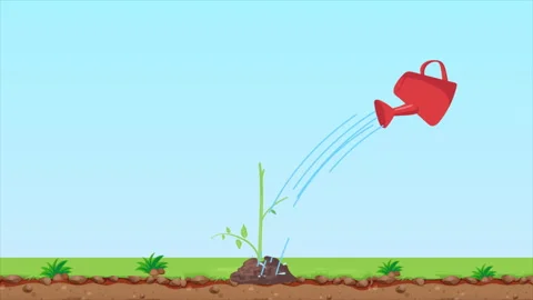 Tomatoes Grow by Watering Stock Footage 281653705