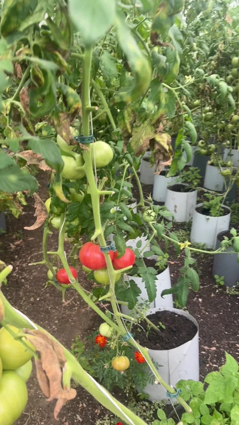 Tomatoes growing in fabric bags inside greenhouse vertical video Stockbeeldmateriaal 344099849