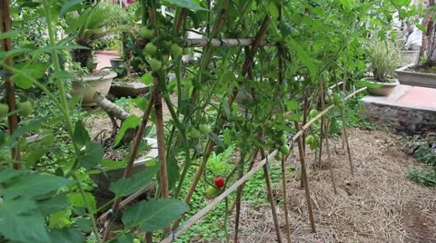 Tomatoes growing Stock Footage 47457111