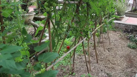 Tomatoes growing Stock Footage 47457163