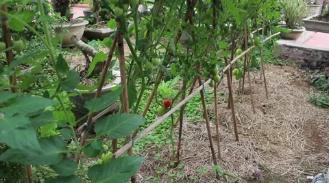 Tomatoes growing Stock Footage 47457440