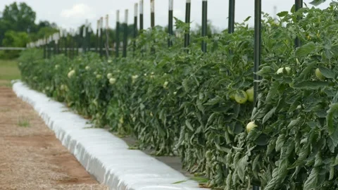 Tomatoes Growing 库存影片 136984200