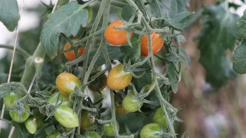 Tomatoes growing Stock Footage 288336369