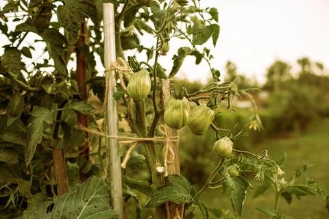 Tomatoes growing in the garden in container. Stock-Fotos