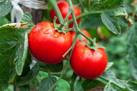 Tomatoes growing in the garden Stock Photos