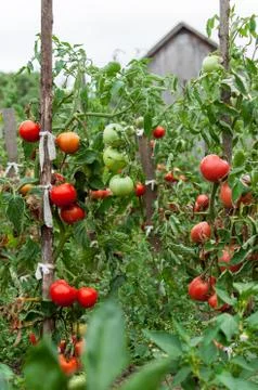 Tomatoes growing in the garden Stock Photos