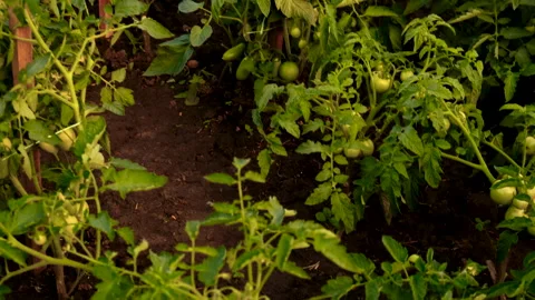 Tomatoes growing in the garden. Selective focus. Stock Footage 276269805