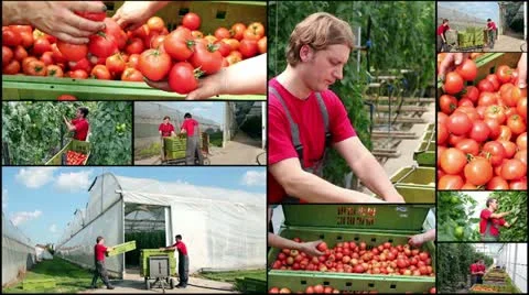 Tomatoes Growing in a Greenhouse - Collage Stock Footage