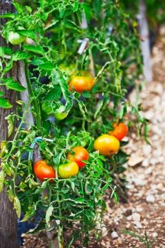 Tomatoes growing Foto stock