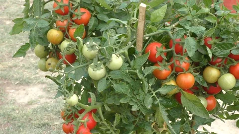 Tomatoes growing in pots at home. Stock Footage 126767122