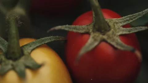 Tomatoes growing on stem close-up Stock Footage 259201017