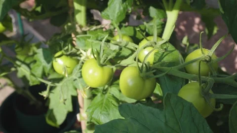 Tomatoes growing in the sunlight Stock Footage 158142491