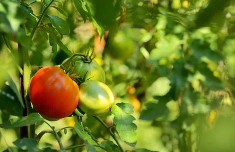 Tomatoes growing on the vine Stock Photos