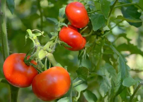 Tomatoes growing on the vine Stock Photos