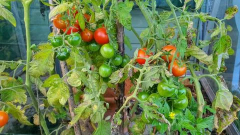 Tomatoes growing on a vine Stock Photos