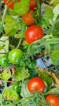 Tomatoes growing on a vine 库存照片