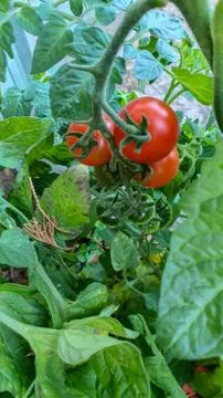 Tomatoes growing on a vine Stock Photos