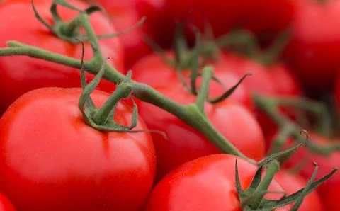 Tomatoes growing on vine Fotos de archivo