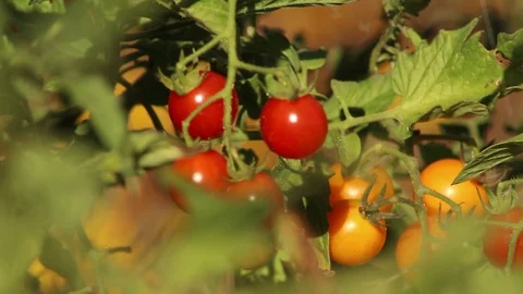 Tomatoes growing on vines Video stock 118995770