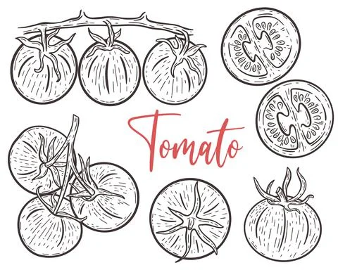 Tomatoes hand engraving set Stock Illustration