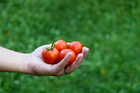Tomatoes in the hand Stock Photos