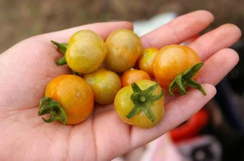 Tomatoes on hand Stock Photos