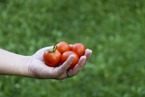 Tomatoes in the hand Stock Photos