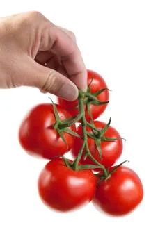 Tomatoes in hand Stock Photos