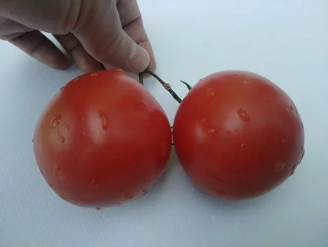 Tomatoes in hand. Foto stock